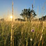 Foto von <a href="https://unsplash.com/de/@m_omasta?utm_source=unsplash&utm_medium=referral&utm_content=creditCopyText">Marek Omasta</a> auf <a href="https://unsplash.com/de/fotos/ein-feld-aus-hohem-gras-mit-der-sonne-im-hintergrund-lSsISOgpgI8?utm_source=unsplash&utm_medium=referral&utm_content=creditCopyText">Unsplash</a>
      